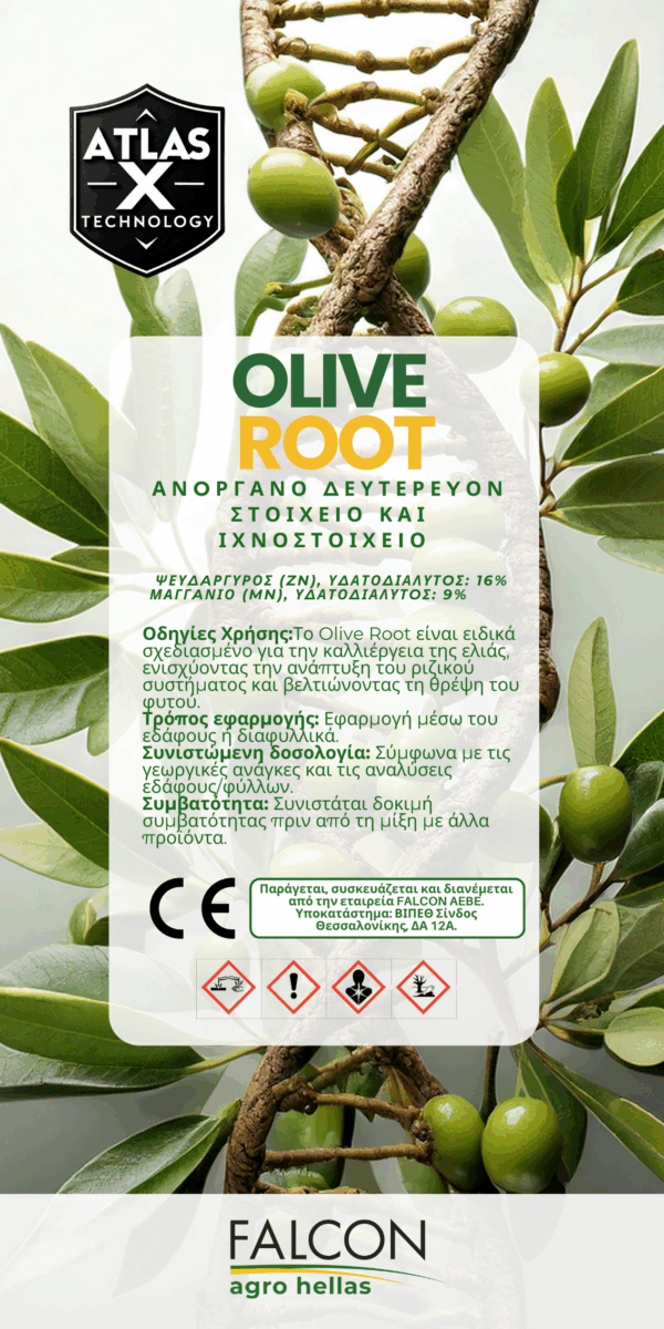 Olive Root