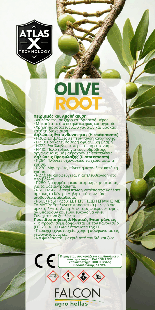Olive Root - Image 2